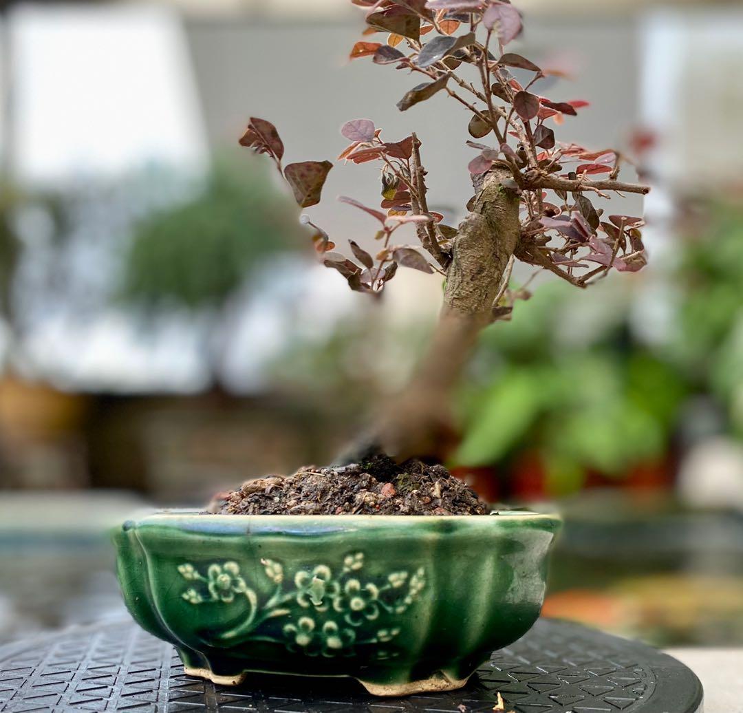 Chinese Fridge Flower Bonsai (loropetalum chinense)., Furniture & Home