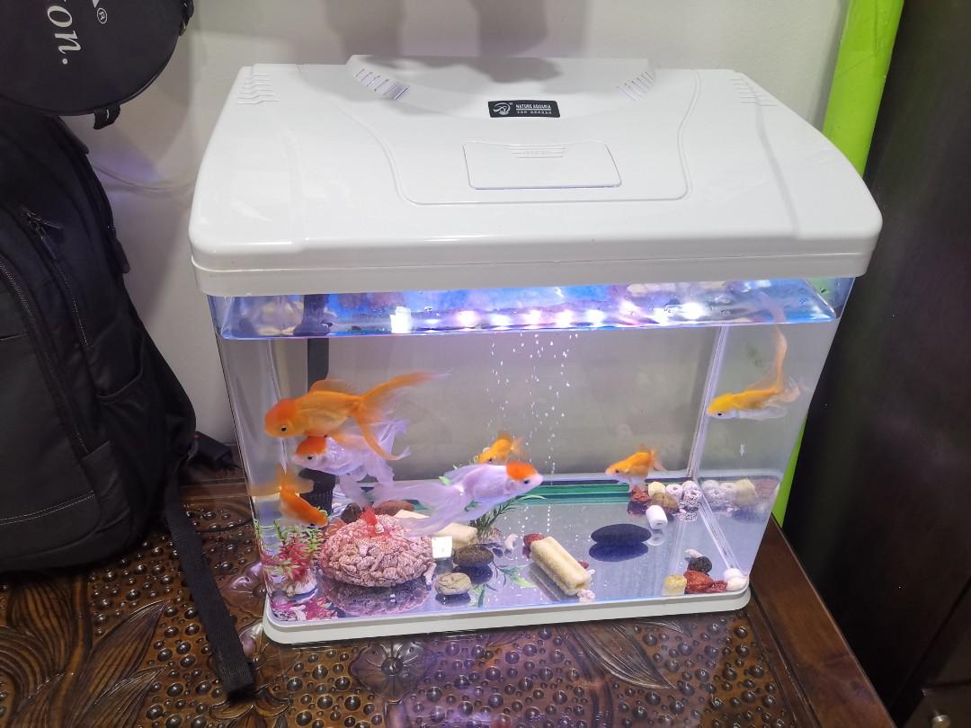 Naschrift buitenaards wezen Postbode Fish tank(50(W)x30(D)x40(H)) with free gift, Pet Supplies, Homes & Other  Pet Accessories on Carousell