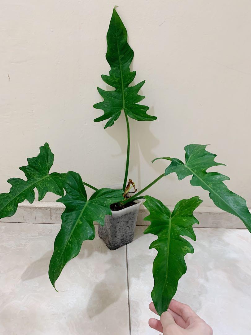 Philodendron Golden Dragon Lime Fiddle L Furniture Home Living Gardening Plants Seeds On Carousell