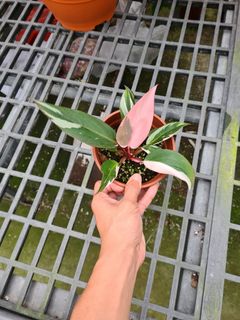 (Category: ) located in . Submitted by hortiman (Listing ID 1130865250, Image 1). Description: .