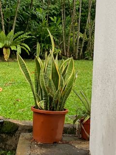 (Category: ) located in . Submitted by irenetaylor (Listing ID 1130930814, Image 1). Description: .