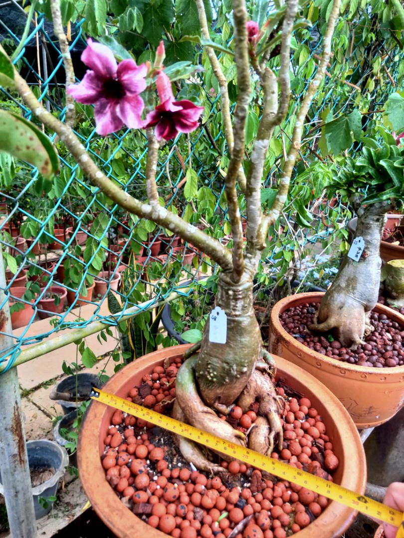 Tall adenium in YiXing pot, Furniture & Home Living, Gardening, Plants ...