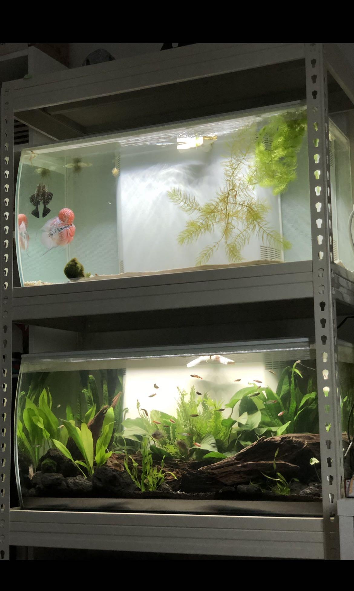 fluval flex 32.5 gallon freshwater