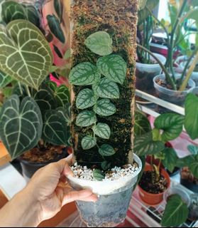 (Category: ) located in . Submitted by oxygenera (Listing ID 1131039454, Image 1). Description: .