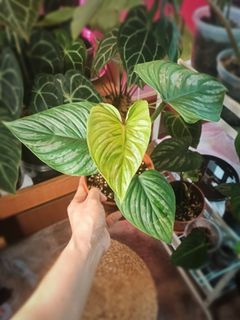 (Category: ) located in . Submitted by oxygenera (Listing ID 1131058237, Image 1). Description: .