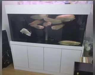 (Category: ) located in . Submitted by dino2003 (Listing ID 1131110427, Image 1). Description: .