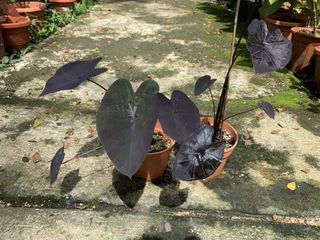 (Category: ) located in . Submitted by exoticplant3218 (Listing ID 1129766284, Image 1). Description: .