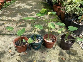 (Category: ) located in . Submitted by exoticplant3218 (Listing ID 1129767514, Image 1). Description: .