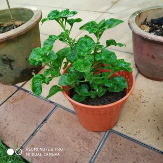 (Category: ) located in . Submitted by stocksiao (Listing ID 1131052055, Image 1). Description: .