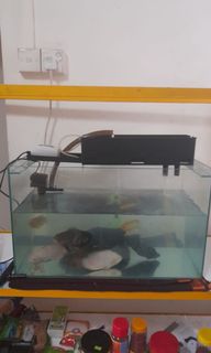 (Category: ) located in . Submitted by bhaktha (Listing ID 1131198577, Image 1). Description: .