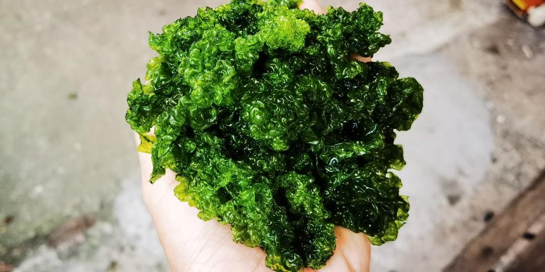 Fresh Seaweed for sale!!!, Furniture & Home Living, Gardening, Plants