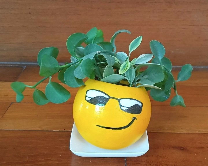 Mini emoji pot w plants, Furniture & Home Living, Gardening, Plants