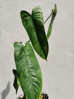 (Category: ) located in . Submitted by plantsoasis (Listing ID 1131036267, Image 1). Description: .
