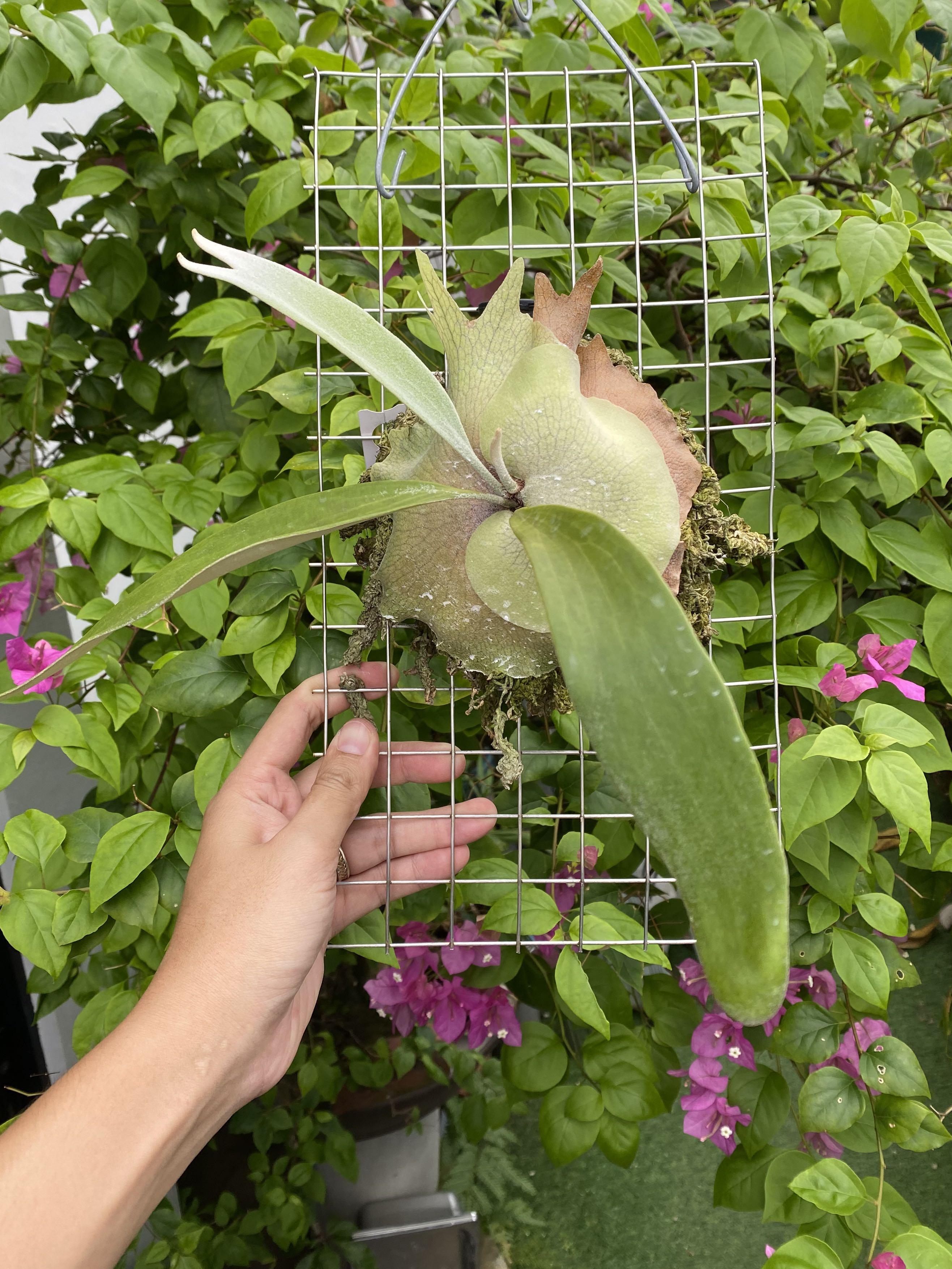 Platycerium Willinckii x Veitchii | Staghorn Fern, Furniture