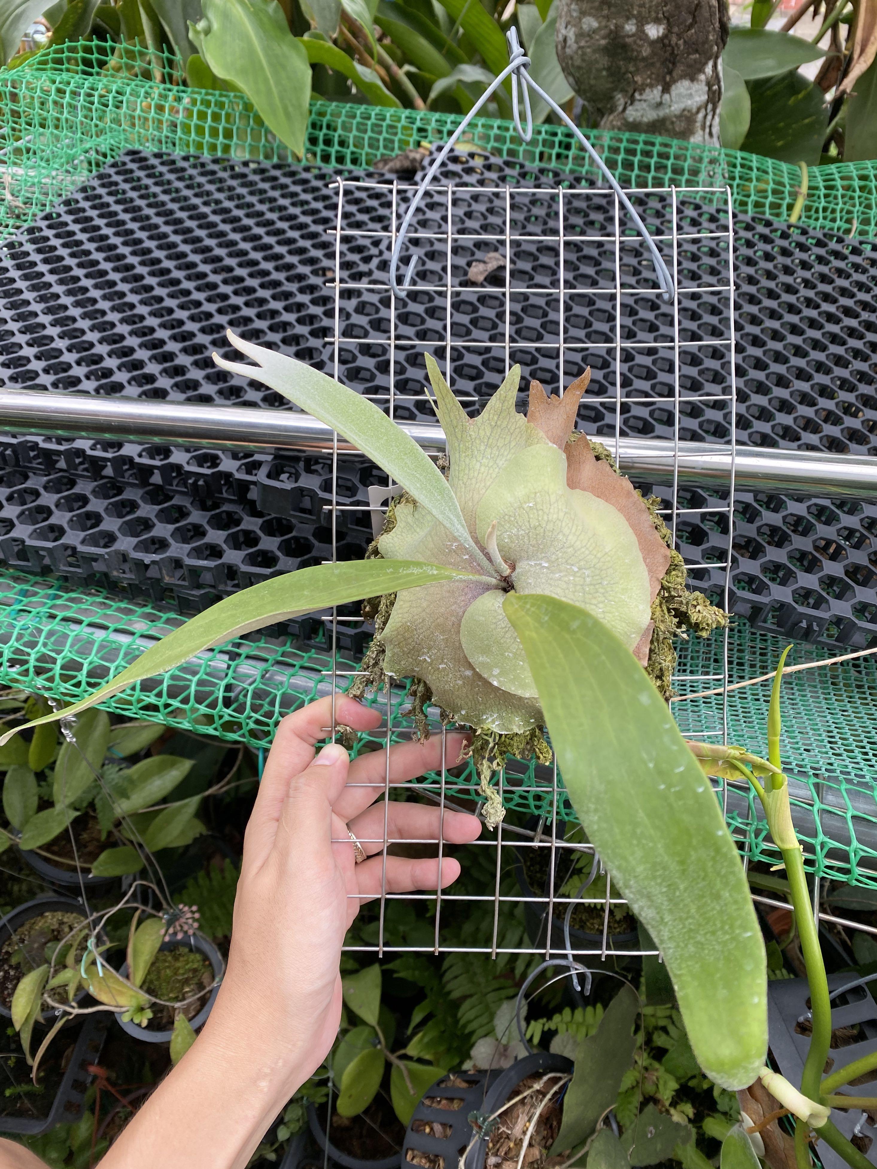 Platycerium Willinckii x Veitchii | Staghorn Fern, Furniture