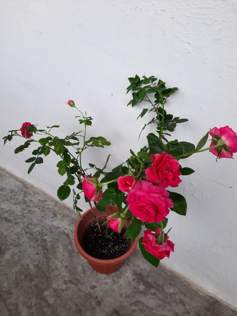 Rose Plant Furniture Home Living Gardening Plants Seeds On Carousell