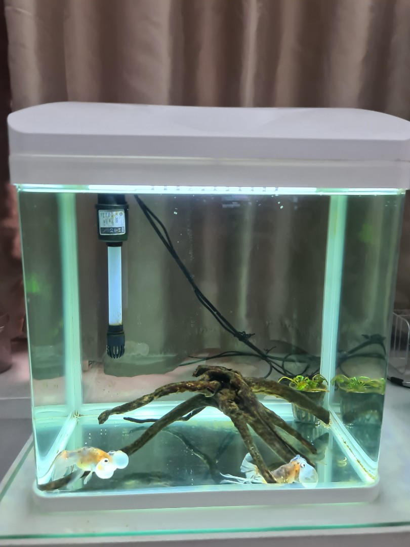Pet city deals fish tanks