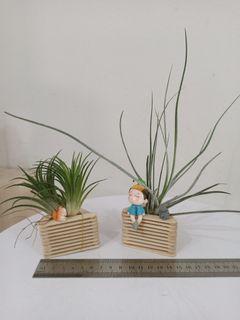 Christmas Xmas Airplant Deco Gift (Limited Edition)