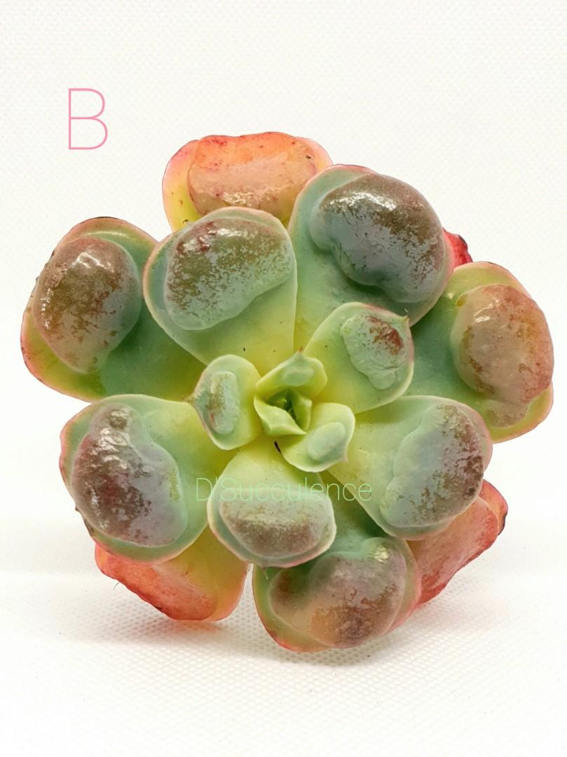 Echeveria Raindrops rare Korean import