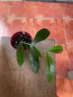 (Category: ) located in . Submitted by garden_edit (Listing ID 1131284308, Image 1). Description: .