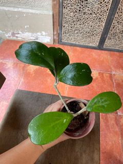 (Category: ) located in . Submitted by garden_edit (Listing ID 1131282350, Image 1). Description: .