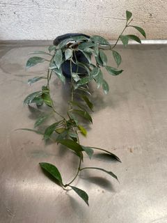(Category: ) located in . Submitted by garden_edit (Listing ID 1131279539, Image 1). Description: .