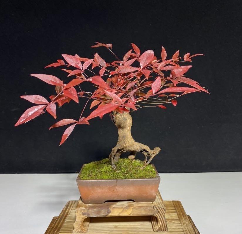 Hk 平民價 盆景bonsai 景天藝術品園藝保證全部實物絕無p圖罕有粗碌 火焰南天竹超特價 500 傢俬 家居 園藝 植物及種子
