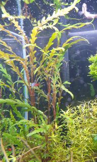 (Category: ) located in . Submitted by ahjor (Listing ID 1131350612, Image 1). Description: .