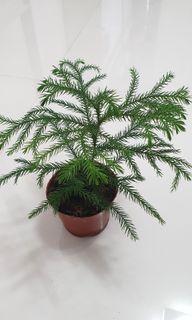 Mini Norfolk Island Pine, Araucaria heterophylla (15cm ht)