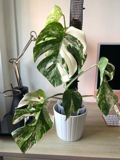 (Category: ) located in . Submitted by gardenerathome (Listing ID 1131342612, Image 1). Description: .