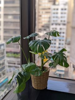 （分類：）位於 。 由 lea_ric 提交（商品編號 1131273750，圖片 1）。簡介： 。