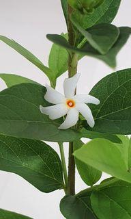 Nyctanthes arbor-tristis, Night-flowering jasmine ($23.90/$36)