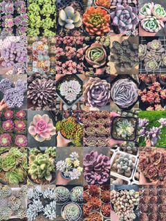 🌈RARE Succulents Flash Sale (While Stocks Last!) - Order on our Online Store🧑🏼‍🌾
