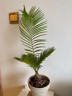 （分類：）位於 。 由 echan_123 提交（商品編號 1131235608，圖片 1）。簡介： 。