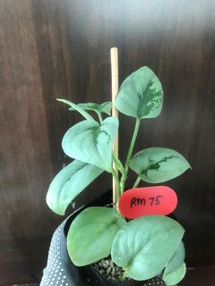 (Category: ) located in . Submitted by plant.etc (Listing ID 1131250419, Image 1). Description: .