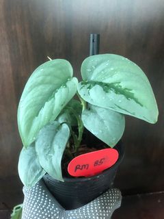 (Category: ) located in . Submitted by plant.etc (Listing ID 1131250565, Image 1). Description: .