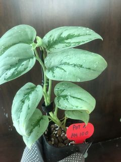 (Category: ) located in . Submitted by plant.etc (Listing ID 1131249632, Image 1). Description: .