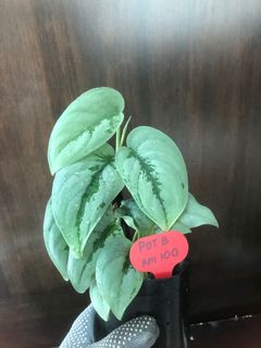 (Category: ) located in . Submitted by plant.etc (Listing ID 1131249768, Image 1). Description: .