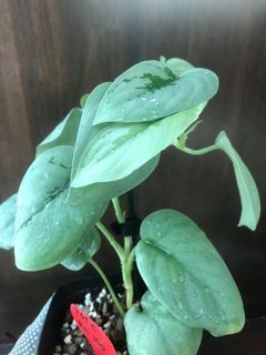 (Category: ) located in . Submitted by plant.etc (Listing ID 1131250059, Image 1). Description: .