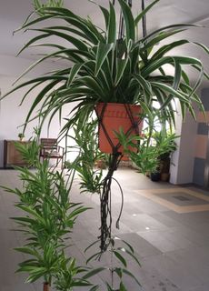 (Category: ) located in . Submitted by garden_pride (Listing ID 1131244020, Image 1). Description: .