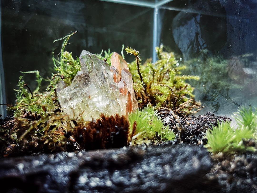 10x10x10 closed terrarium cube (suitable for isopod), Furniture & Home