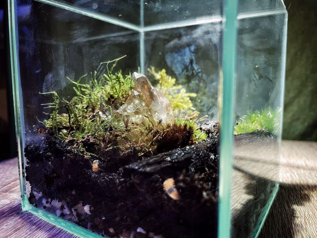 10x10x10 closed terrarium cube (suitable for isopod), Furniture & Home