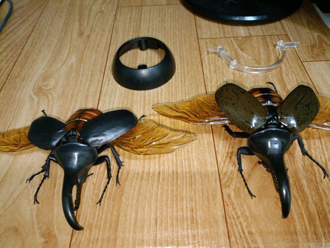 甲蟲模型 興趣及遊戲 玩具 遊戲類 Carousell