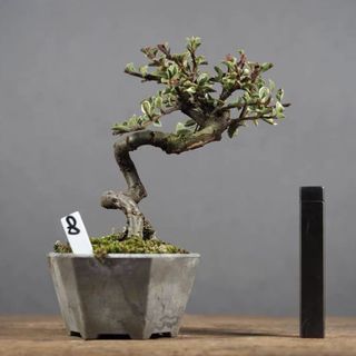 日本瑞祥五葉松極上稀貴品大品盆栽BONSAI 盆景, 傢俬＆家居, 園藝