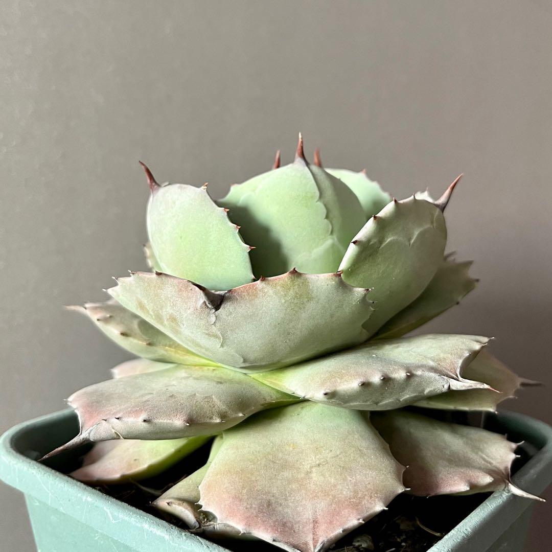 アガベ　ブルーエンジェル　中斑　藍天使錦　大株　レア品種 アガベ イシスメンシス ブルーエンジェル 藍天使 agave