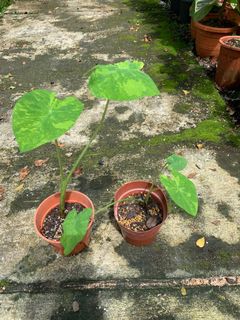 (Category: ) located in . Submitted by exoticplant3218 (Listing ID 1131567323, Image 1). Description: .