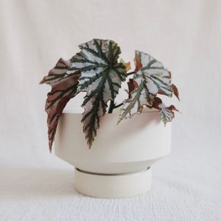 (Category: ) located in . Submitted by komo.pots (Listing ID 1131564034, Image 1). Description: .