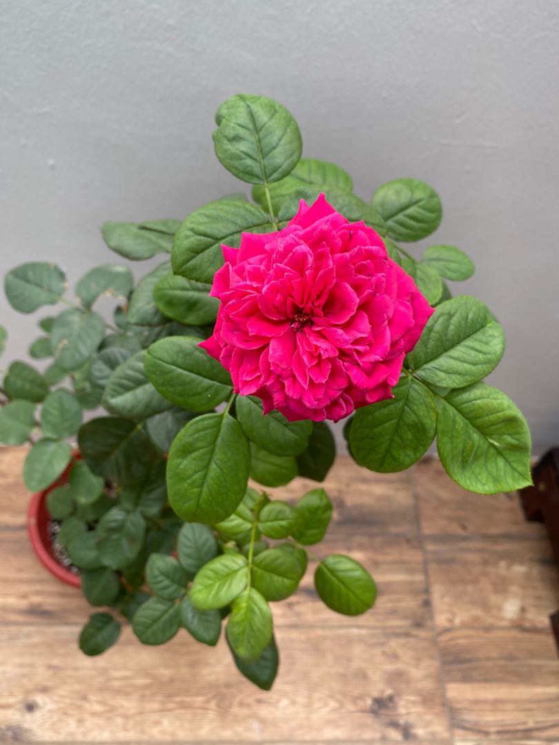 ID rose plant for sale - Rough Royale, Furniture & Home Living