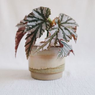 (Category: ) located in . Submitted by komo.pots (Listing ID 1131616224, Image 1). Description: .