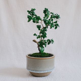(Category: ) located in . Submitted by komo.pots (Listing ID 1131617151, Image 1). Description: .